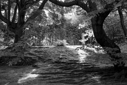 Early_sunlight_streaming_through_trees