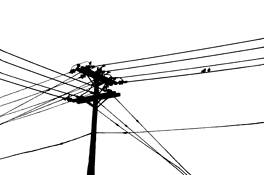 Urban_birds__4