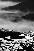 Rice_terrace_1