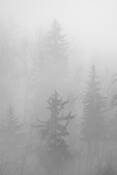Misty