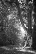 Mississippi_scape