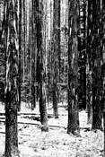 Hidden_forest_1