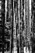 Hidden_forest_2