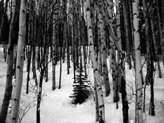 Aspens_in_snow
