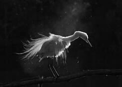 Cleaning_the_feathers