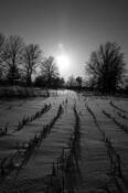 Corn_stalks_in_snow