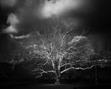 Winter_oak