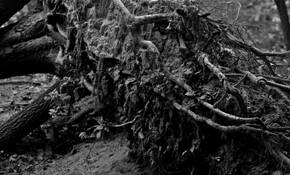 Roots