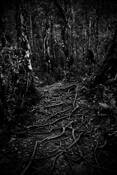Roots