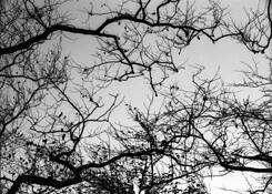 Branches