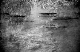 Steelhead