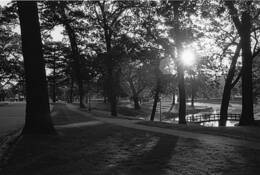 Deering_park_sun
