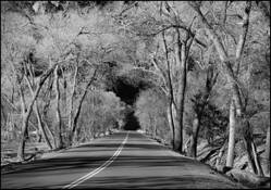 Silver_trees