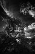 Tree_and_sky