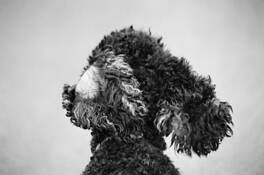 Blowing_in_the_wind