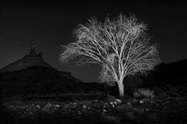 Maia_night