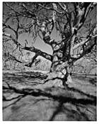 Bogong_high_plains