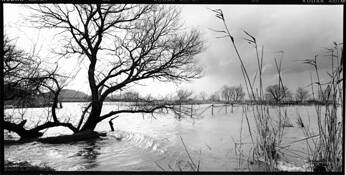 A_tree_on_a_lake