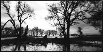 Trees_beside_a_lake