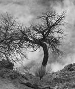 Bare_tree_in_jemez_mountains