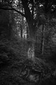 Tree_with_rock