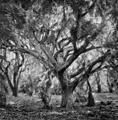 Honolua_tree