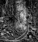 Honolua_trunk_2