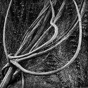 Honolua_vines