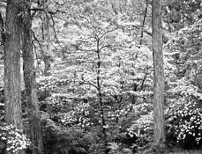 Dogwoods