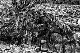 Rocks_and_tree