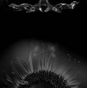 Dream_ii