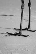 Just_legs
