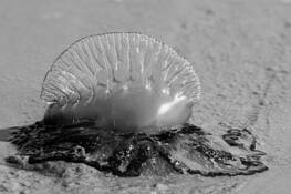 Man-o-war
