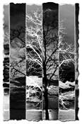 Parallel_worlds
