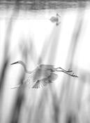 Pelicans_and_seagulls