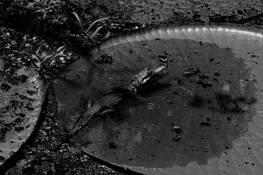 Gator_pad