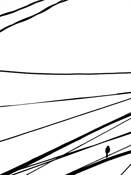 Bird_on_a_wire