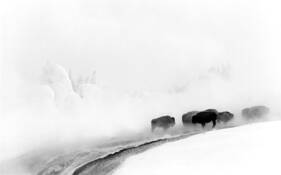 Bison_in_fog