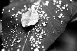 Leaves