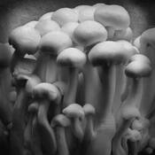Beech_mushrooms