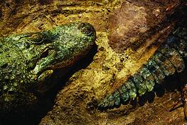Gator_lineup