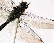 Gossamer_wings