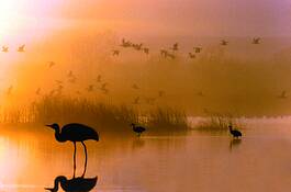 Sandhill_crane_morning