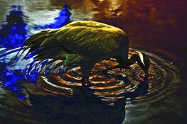 Bird_2
