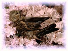 At_rest_in_lilacs