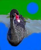 Black_swan_blue_moon