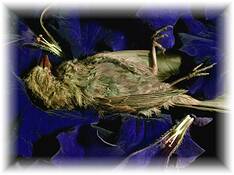 Death_of_a_small_bird