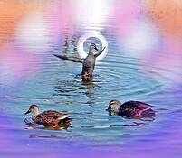 Miracle_on_the_lake