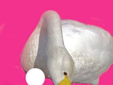 Swan___egg