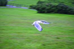 Seagull